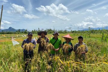 Menjelang panen raya padi di Tanah Air