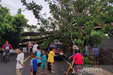 Pohon besar tumbang akibatkan lalu lintas ke Bandara Ternate tertutup