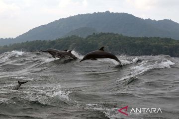 Serunya wisata melihat lumba-lumba di Selat Malaka