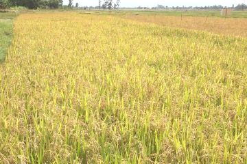 Ilmuwan Afrika dukung padi hibrida untuk atasi kelaparan akibat iklim
