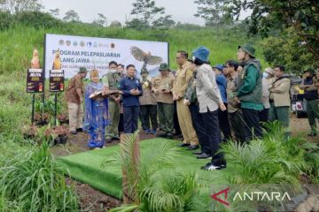 Sepasang elang jawa bernama Jelita-Parama dilepasliarkan di TSI Bogor
