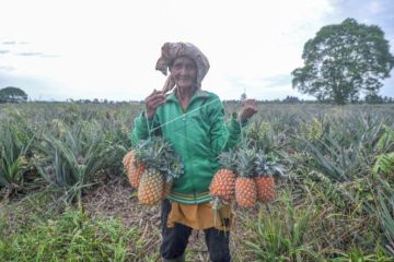 Agrowisata Nanas Di Muarojambi