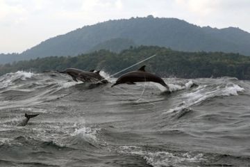 Wisata Lumba-Lumba Selat Malaka