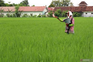 Peneliti usulkan penggunaan pupuk organik atasi keterbatasan subsidi