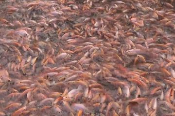 Warga Gedong Kiwo manfaatkan selokan jadi kolam ikan produktif