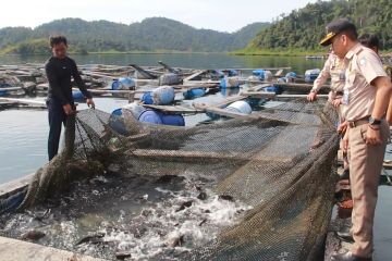 Awali 2023, Sumbar ekspor 1,5 ton ikan kerapu ke Malaysia