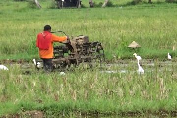 Hasil produksi padi Kota Padang tahun 2022 lampaui target