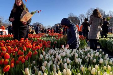 Petik bunga gratis, cara warga Belanda rayakan Hari Tulip Nasional