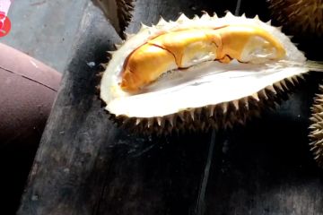 Bukan cuma mainan, ada durian lato-lato di Majalengka