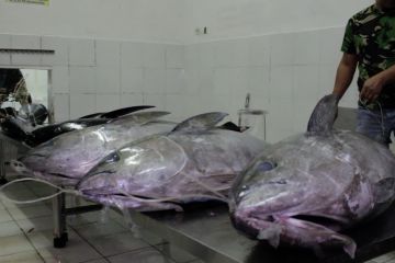Ekspor ikan tuna Sumbar capai Rp29,7 miliar pada 2022