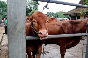 Kembali merebak, 239 sapi di Ponorogo terjangkit PMK