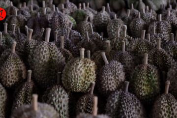 Kini petani durian Filipina kantongi izin ekspor ke China