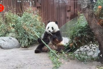 Merayakan Tahun Baru dengan panda di Kopenhagen Zoo