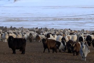 Mongolia catat rekor jumlah hewan ternak tertinggi