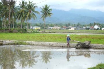 Nilai tukar petani Gorontalo turun 1,25 persen per Desember 2022