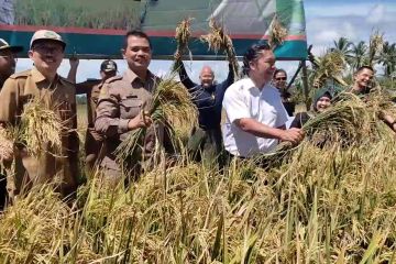Panen padi Pandeglang jadikan Banten naik peringkat nasional