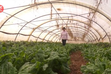 Pertanian China di Yordania bersiap penuhi kebutuhan Imlek