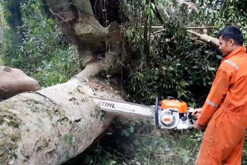 Petugas evakuasi pohon tumbang yang tutup akses jalan di Bangli Bali