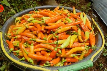 Harga cabai dan bawang merah di tingkat petani Temanggung stabil