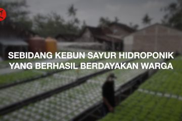 Sebidang kebun sayur hidroponik yang berhasil berdayakan warga