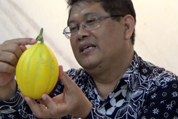 UGM kembangkan melon sebesar kepalan tangan