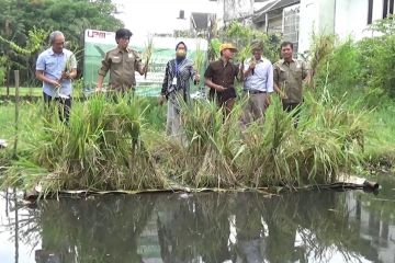 UMY kembangkan padi teknologi apung di lahan gambut