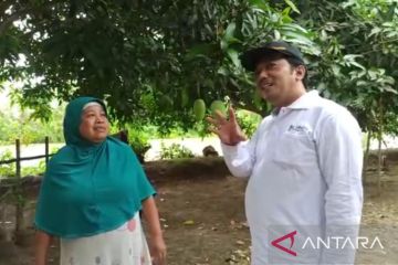 Pemkab sebut mangga Dalban Daram resmi ditetapkan buah khas Bekasi