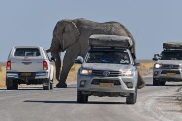 Namibia catat penurunan drastis perburuan gajah