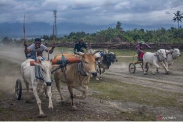 Karapan sapi tradisional di Sigi