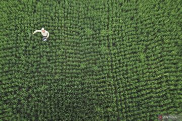 Jejak efisiensi pupuk di lumbung jagung