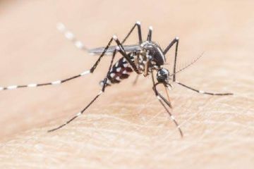 Dokter: Cuaca panas jadi favorit nyamuk malaria berkembang biak