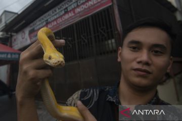 Pameran Reptil Peliharaan di Palu