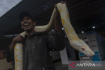 Pameran Reptil Peliharaan di Palu