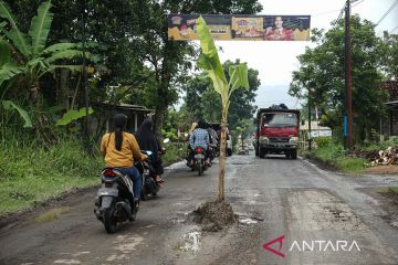 Pohon pisang ditanam warga di tengah jalan rusak sebagai tanda protes