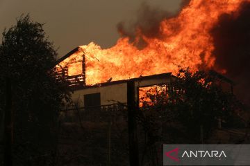 Sedikitnya 23 orang tewas dalam kebakaran hutan di Chile