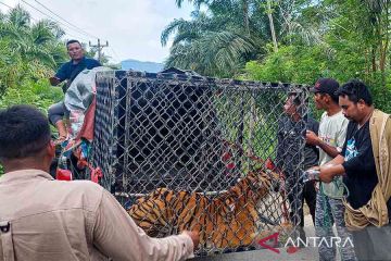 Evakuasi harimau sumatera masuk perangkap besi di Aceh