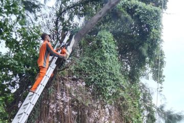 Bupati Kepulauan Seribu minta lurah buat taman wisata