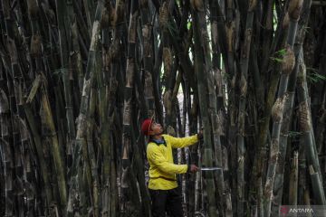 Bambu dan mitigasi perubahan iklim