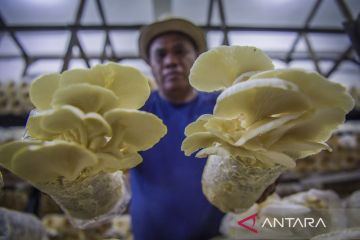 Budi daya jamur tiram peluang bisnis yang menjanjikan