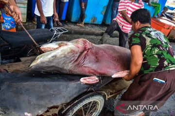 Aturan ketat perdagangan ikan hiu