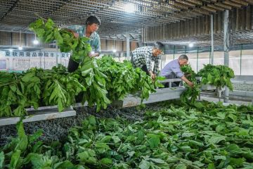 Tim peneliti China ungkap cara ulat sutra membentuk kepompong hijau