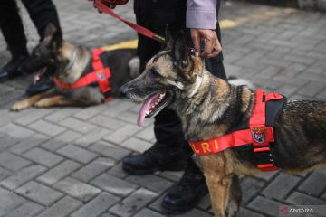 Seekor anjing bantu tim temukan para korban gempa Turki