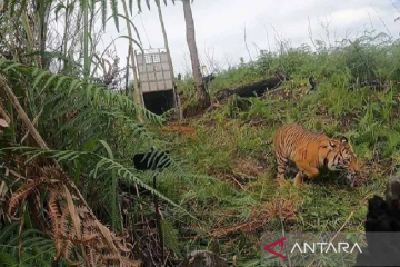 BKSDA imbau masyarakat Aceh tak beraktivitas di kawasan hutan lindung