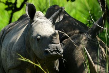 Populasi badak dan gajah di Uganda kini terus bertambah