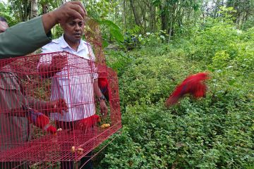 BKSDA Maluku lepas liarkan empat ekor burung nuri Maluku