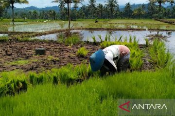 Solok Selatan dorong panen padi tiga kali setahun