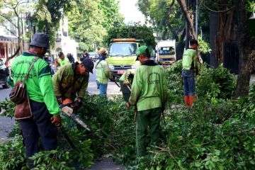 Sudintamhut Jaksel sebut hujan angin sebabkan banyak pohon tumbang