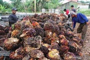 Harga sawit tertinggi di Indonesia