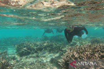 DLH: Kerusakan terumbu karang sebabkan abrasi di pesisir Natuna