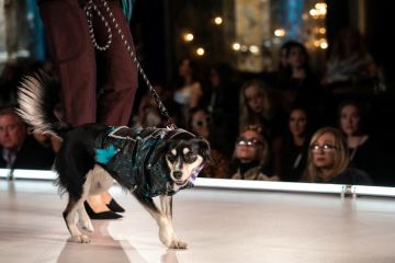 Anjing pun turut tampil di panggung New York Fashion Week